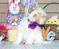 Taffy, a female Shichon for sale in Carrollton, MO – Photo 2 of 10