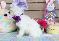Taffy, a female Shichon for sale in Carrollton, MO – Photo 4 of 10