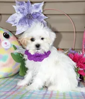 Taffy, a female Shichon for sale in Carrollton, MO – Photo 1 of 10
