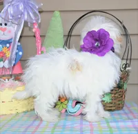 Taffy, a female Shichon for sale in Carrollton, MO – Photo 8 of 10