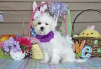 Taffy, a female Shichon for sale in Carrollton, MO – Photo 10 of 10