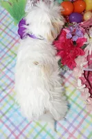 Taffy, a female Shichon for sale in Carrollton, MO – Photo 7 of 10