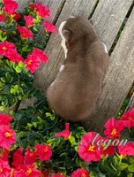 Akc Aegon, a male Siberian Husky for sale in Carrollton, MO – 4 of 6