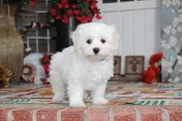 Cotton, a male Shichon for sale in Carrollton, MO – 4 of 10