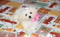 Didi, a female Shichon for sale in Carrollton, MO – 8 of 10
