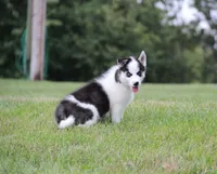 Akc Naga, a female Siberian Husky for sale in Carrollton, MO – 9 of 9