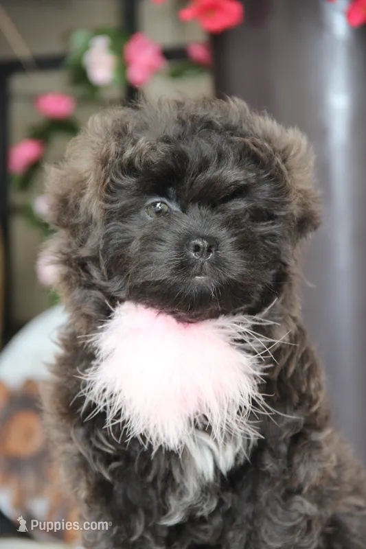 Lavender  – Bichon Frise, Shichon puppy for sale in Carrollton, MO
