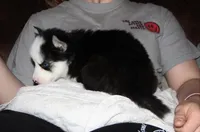 Akc Vader, a male Siberian Husky for sale in Carrollton, MO – 7 of 10
