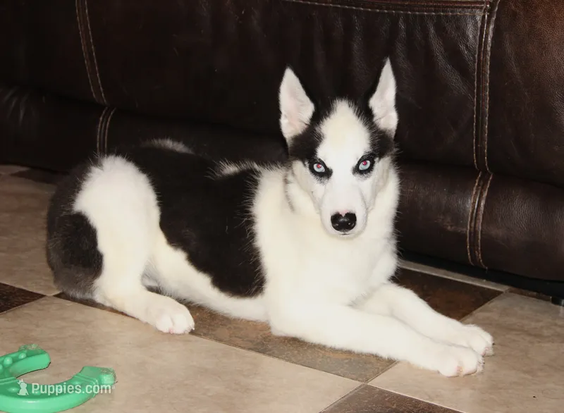 Akc Seraphine – Siberian Husky puppy for sale in Carrollton, MO