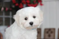 Cotton, a male Shichon for sale in Carrollton, MO – 3 of 10