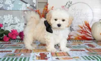 Zibo, a male Shichon for sale in Carrollton, MO – 3 of 10