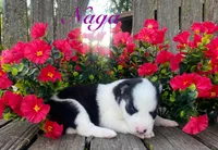 Akc Naga , a female Siberian Husky for sale in Carrollton, MO – 6 of 6