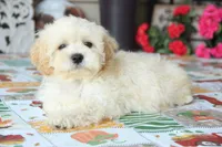 Zibo, a male Shichon for sale in Carrollton, MO – 9 of 10