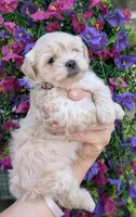Bobble, a male Bichon Frise and Shichon for sale in Carrollton, MO – 8 of 10