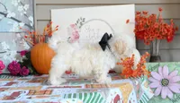 Zibo, a male Shichon for sale in Carrollton, MO – 7 of 10