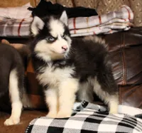 Akc Nero, a male Siberian Husky for sale in Carrollton, MO – 7 of 10