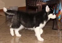 Akc Tundra, a female Siberian Husky for sale in Carrollton, MO – Photo 5 of 9