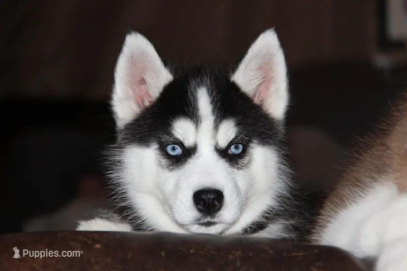 Akc Tundra – Siberian Husky puppy for sale in Carrollton, MO