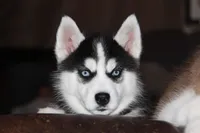 Akc Tundra, a female Siberian Husky for sale in Carrollton, MO – Photo 1 of 9