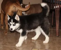 Akc Tundra, a female Siberian Husky for sale in Carrollton, MO – Photo 4 of 9