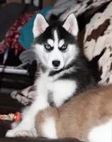 Akc Tundra, a female Siberian Husky for sale in Carrollton, MO – Photo 2 of 9