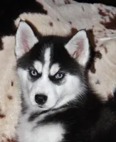 Akc Tundra, a female Siberian Husky for sale in Carrollton, MO – Photo 9 of 9