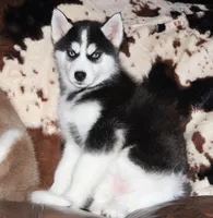 Akc Tundra, a female Siberian Husky for sale in Carrollton, MO – Photo 7 of 9