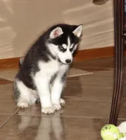 Akc Tundra, a female Siberian Husky for sale in Carrollton, MO – Photo 6 of 9