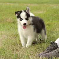 Akc Naga, a female Siberian Husky for sale in Carrollton, MO – 4 of 9