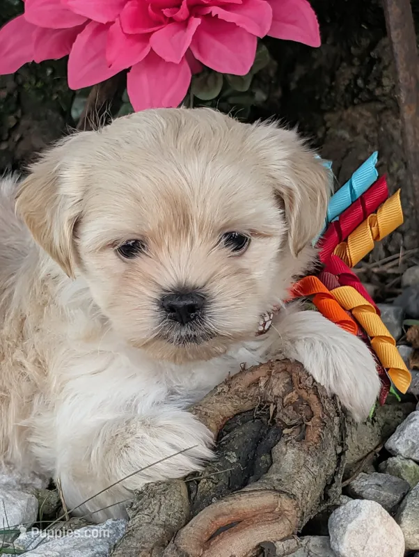 Bobble – Bichon Frise, Shichon puppy for sale in Carrollton, MO