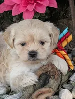 Bobble, a male Bichon Frise and Shichon for sale in Carrollton, MO – 1 of 10