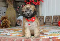Yume, a male Bichon Frise and Shichon for sale in Carrollton, MO – 4 of 10