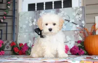 Zibo, a male Shichon for sale in Carrollton, MO – 2 of 10