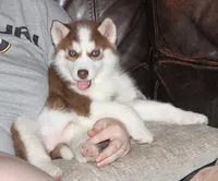 Akc Revel, a female Siberian Husky for sale in Carrollton, MO – Photo 7 of 10