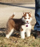 Akc Revel, a female Siberian Husky for sale in Carrollton, MO – Photo 4 of 10