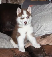 Akc Revel, a female Siberian Husky for sale in Carrollton, MO – Photo 1 of 10