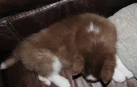 Akc Revel, a female Siberian Husky for sale in Carrollton, MO – Photo 3 of 10