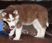 Akc Revel, a female Siberian Husky for sale in Carrollton, MO – Photo 2 of 10