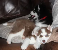 Akc Revel, a female Siberian Husky for sale in Carrollton, MO – Photo 9 of 10