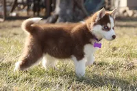 Akc Revel, a female Siberian Husky for sale in Carrollton, MO – Photo 5 of 10