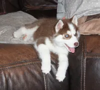 Akc Revel, a female Siberian Husky for sale in Carrollton, MO – Photo 8 of 10