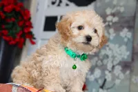 Helious, a male Shichon for sale in Carrollton, MO – 9 of 10