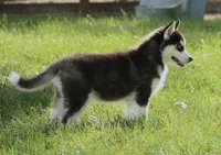 Akc Voodoo, a male Siberian Husky for sale in Carrollton, MO – 6 of 8