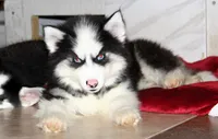 Akc Nero, a male Siberian Husky for sale in Carrollton, MO – 5 of 10