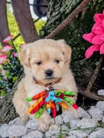 Bobble, a male Bichon Frise and Shichon for sale in Carrollton, MO – 5 of 10