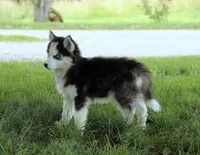 Akc Wookie, a male Siberian Husky for sale in Carrollton, MO – 8 of 10