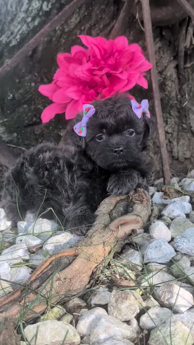 Lavender , a female Bichon Frise and Shichon for sale in Carrollton, MO – 10 of 10
