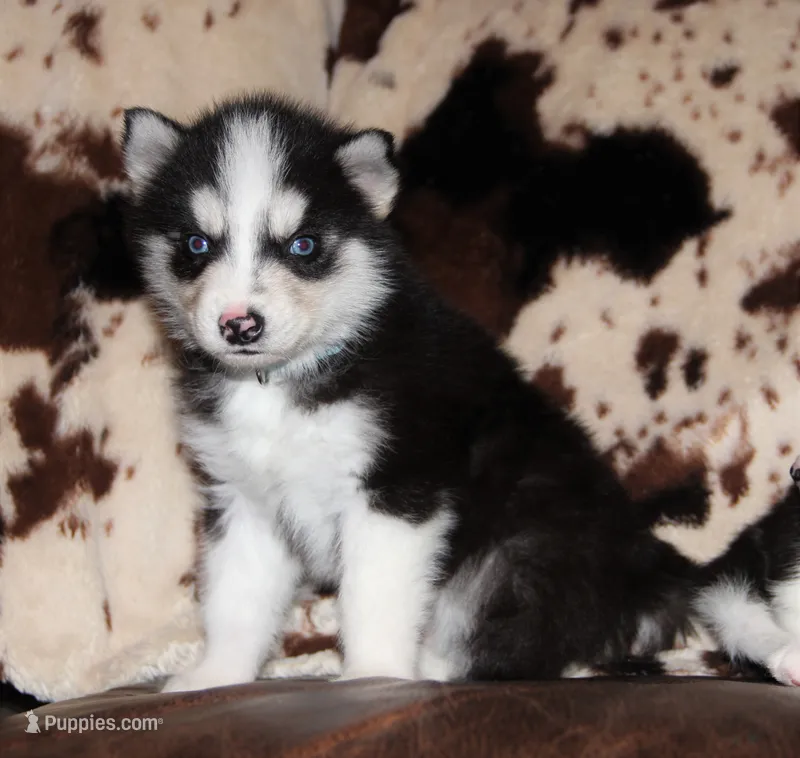 Akc Aero – Siberian Husky puppy for sale in Carrollton, MO