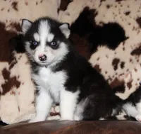 Akc Aero, a male Siberian Husky for sale in Carrollton, MO – 1 of 9