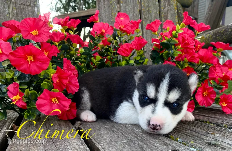 Akc Chimera  – Siberian Husky puppy for sale in Carrollton, MO